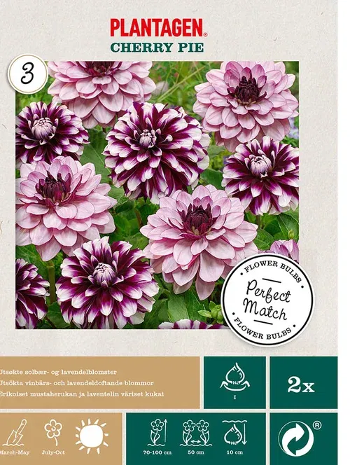 Dahlia mix cherry pie