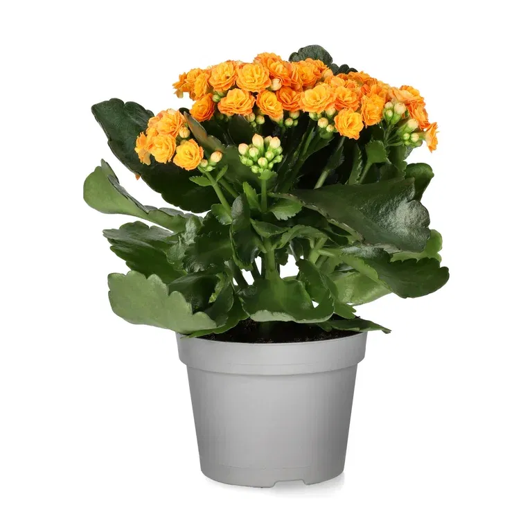 Kalanchoe