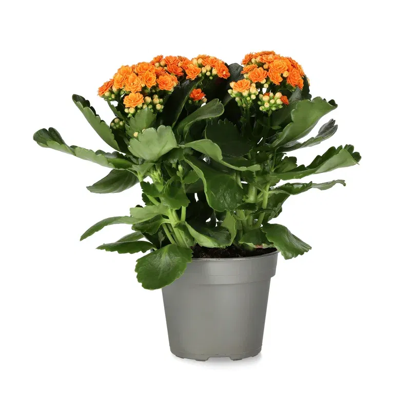 Kalanchoe