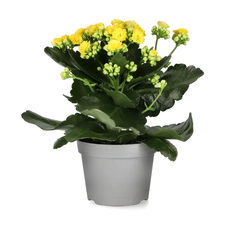 Kalanchoe