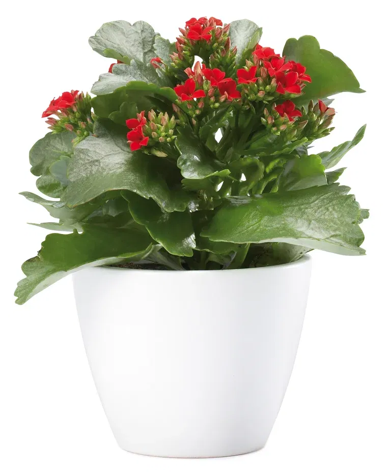 Kalanchoe