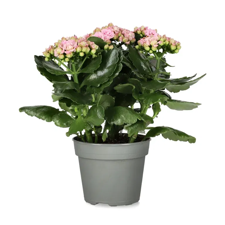 Kalanchoe