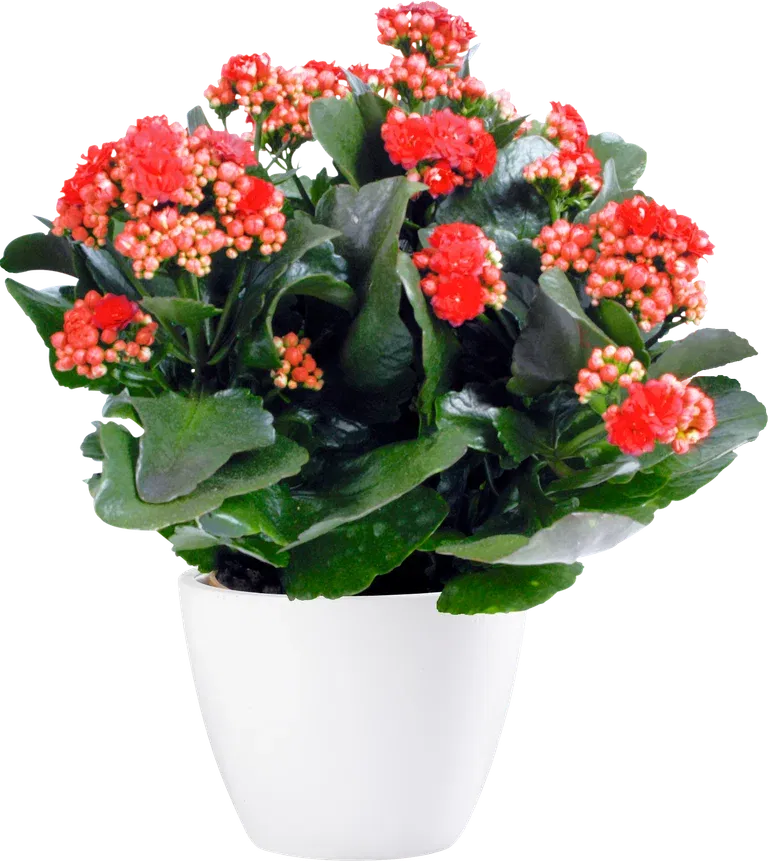 Kalanchoe