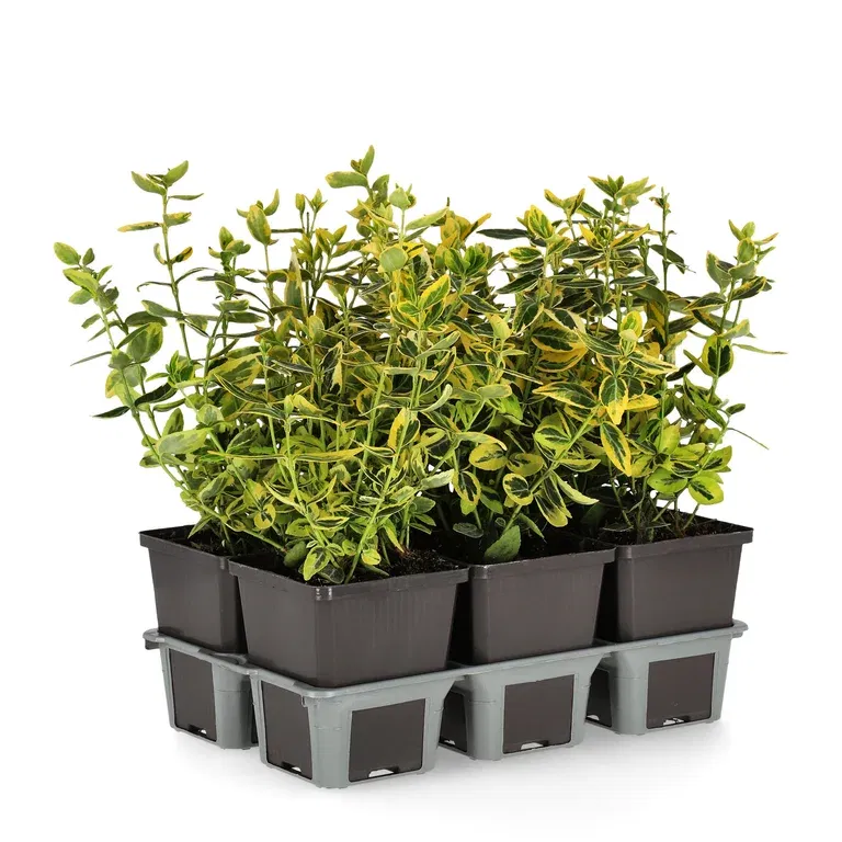 Euonymus fortunei var. radicans 'Emerald 'n' Gold' 6-pack