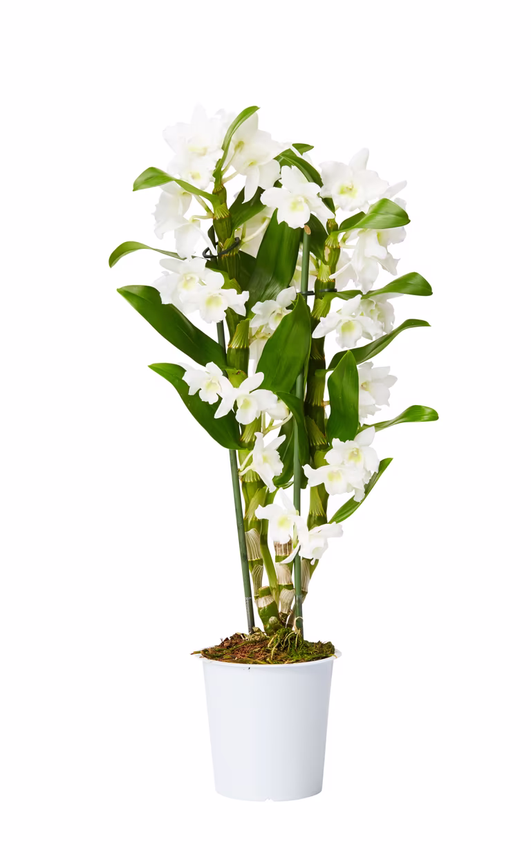 Dendrobium 'Apollon'