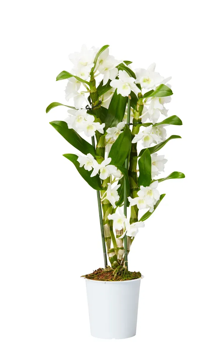 Dendrobium 'Apollon'