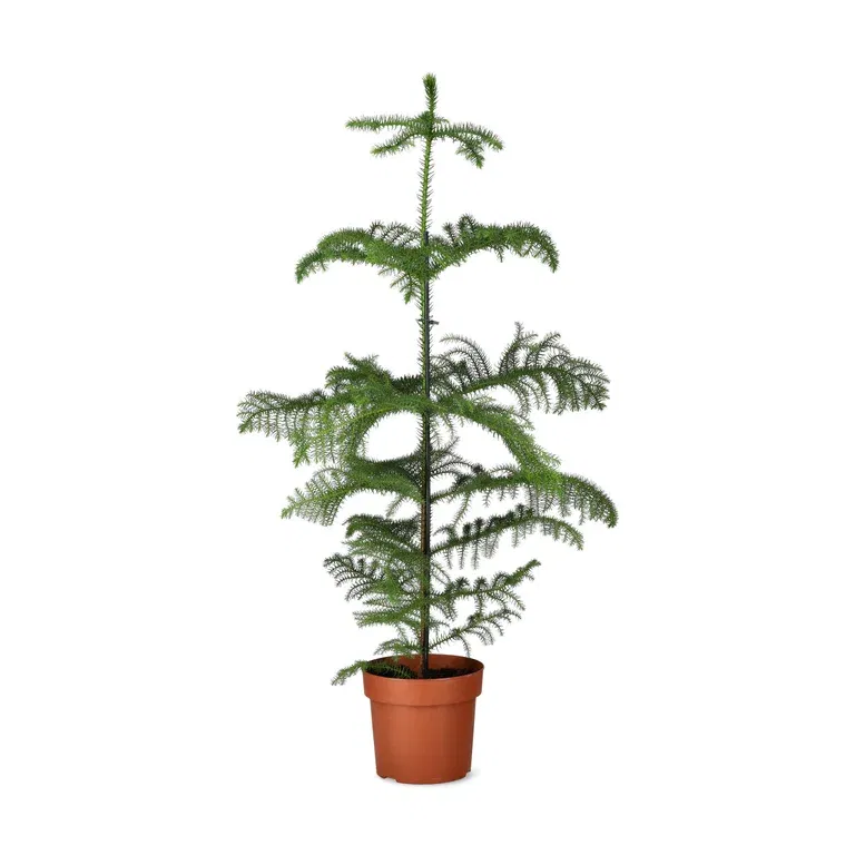 Araucaria heterophylla 21 cm