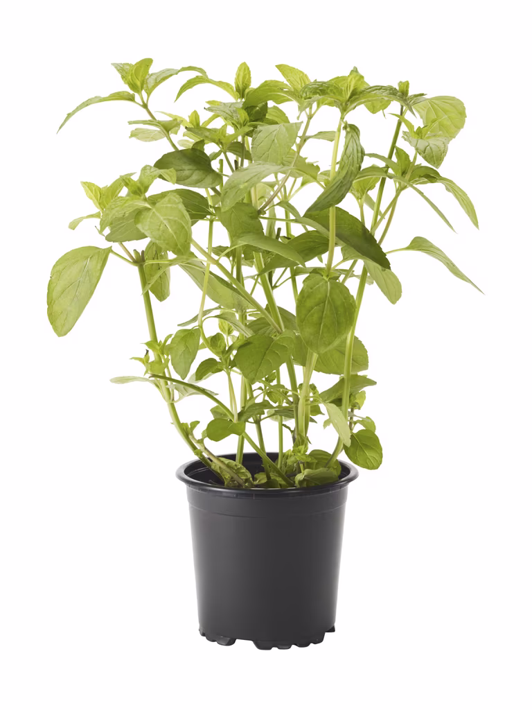 Pepparmynta KRAV