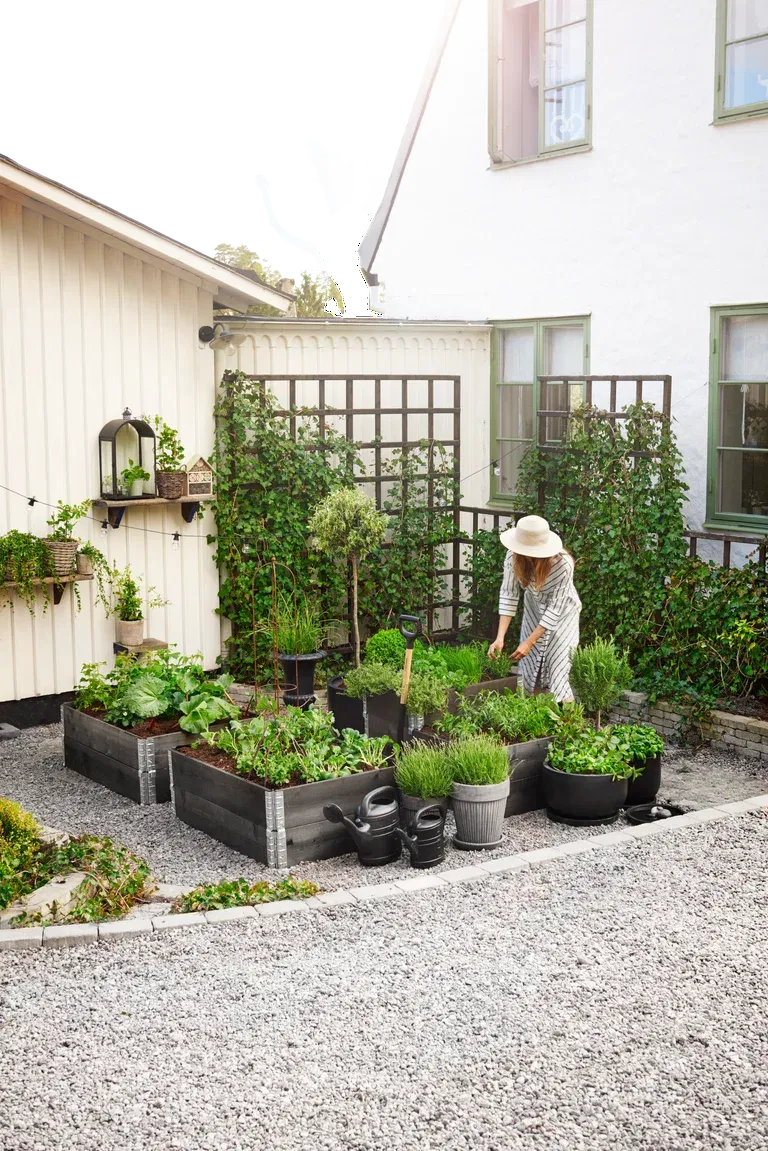 Origanum vulgare KRAV 10,5 cm