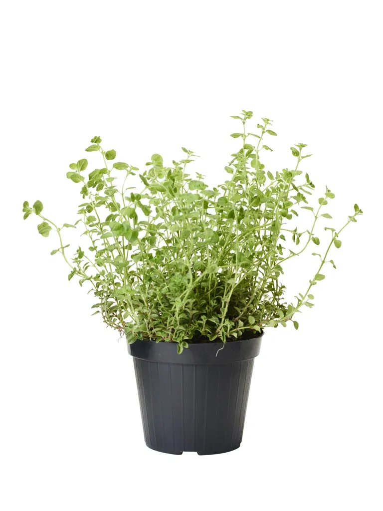 Oregano