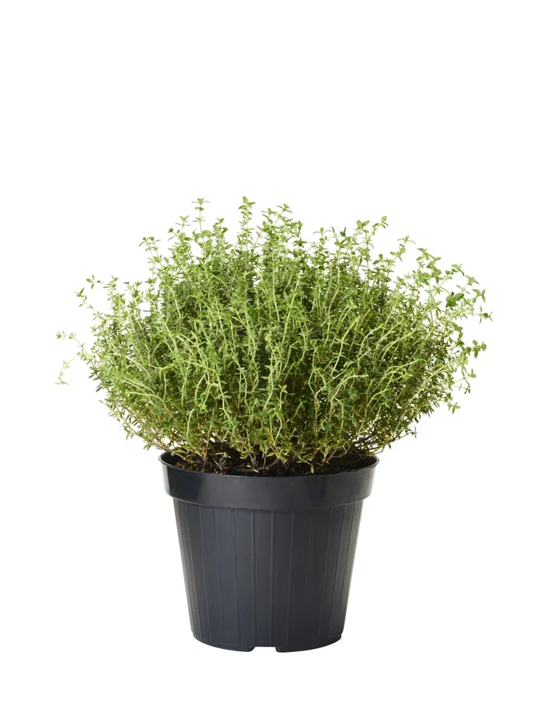 Thymus vulgaris 17 cm