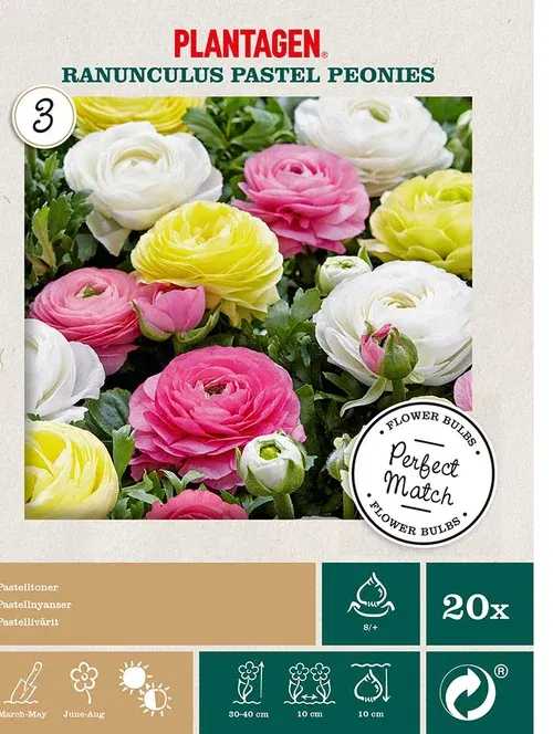 Ranunkel mix pastel peonies