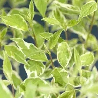 Rysk kornell 'Elegantissima'