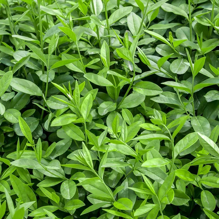 Ligustrum vulgare 2L