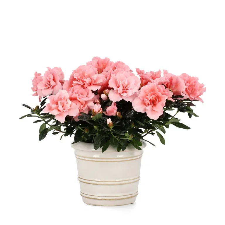 Rhododendron simsii 'Christine Belli' 12 cm