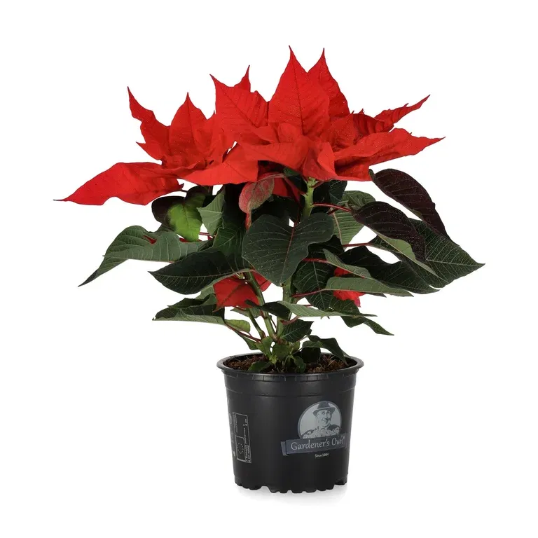 Euphorbia pulch. branched Red Glitter 13 cm