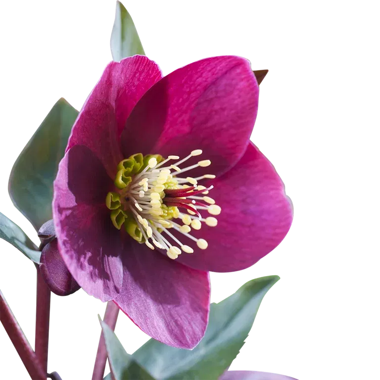Julros 'Anna's Red'