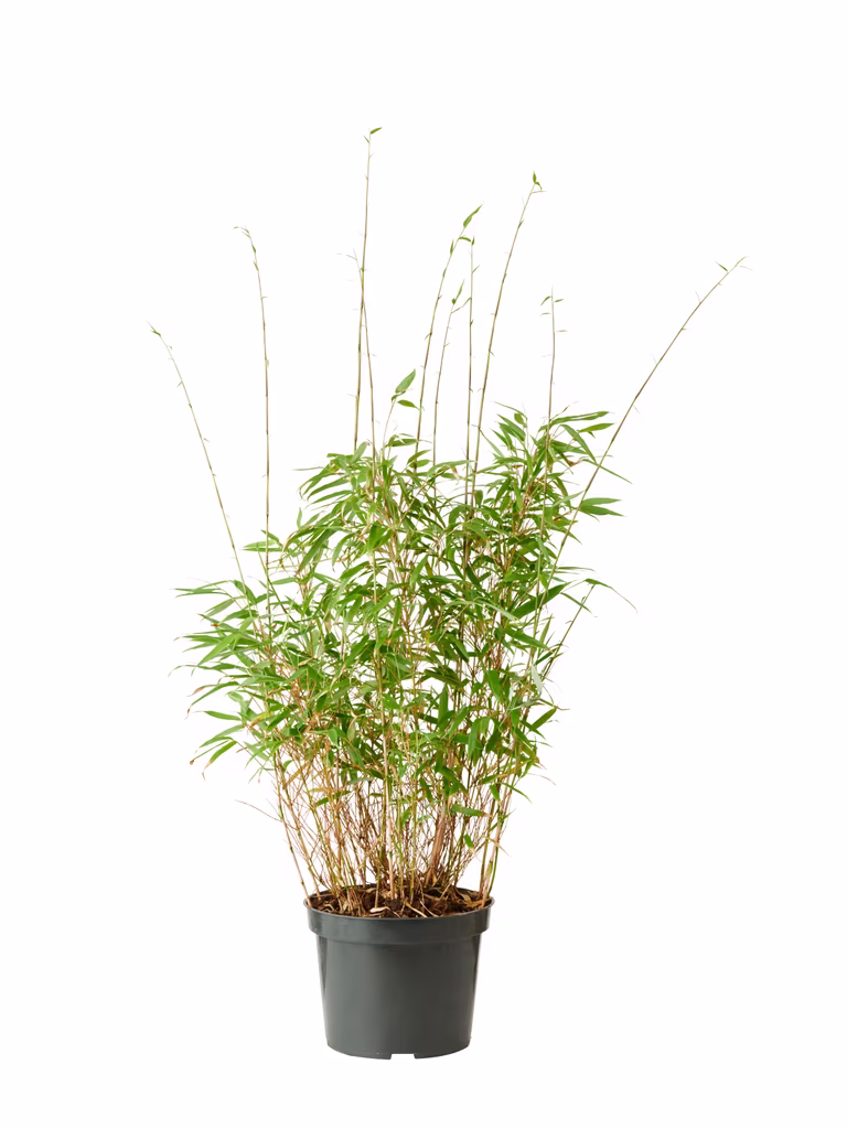 Bergbambu 'Rufa'
