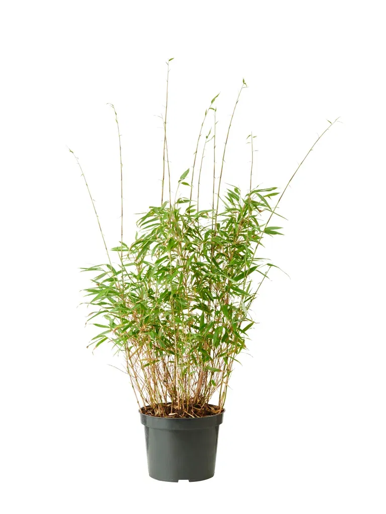 Bergbambu 'Rufa'