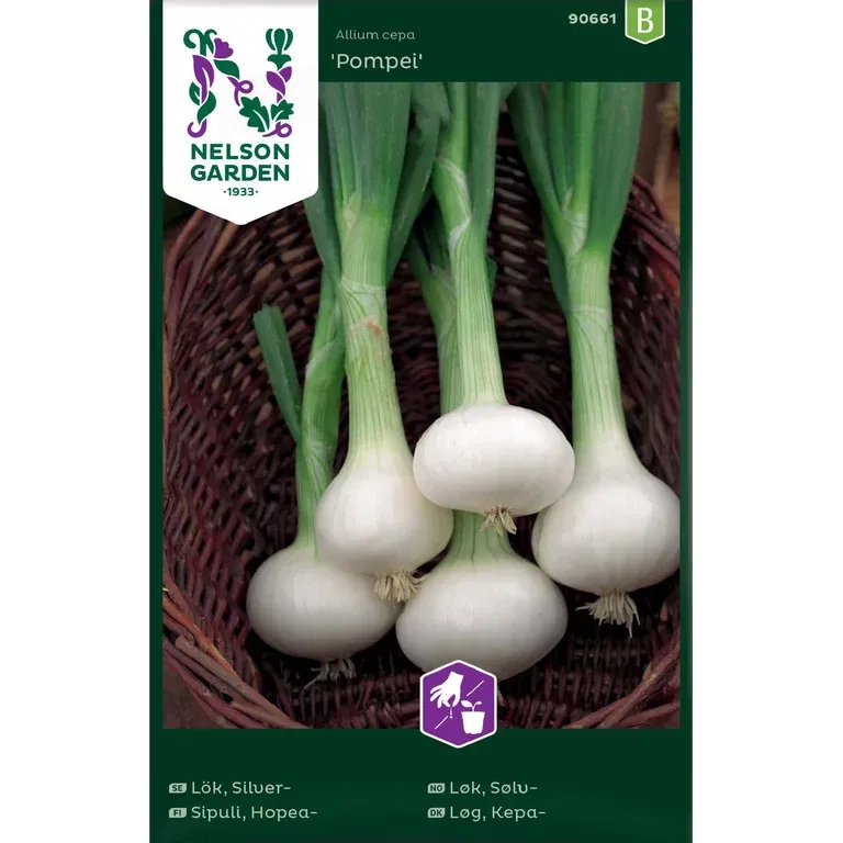 Silverlök 'Pompei'