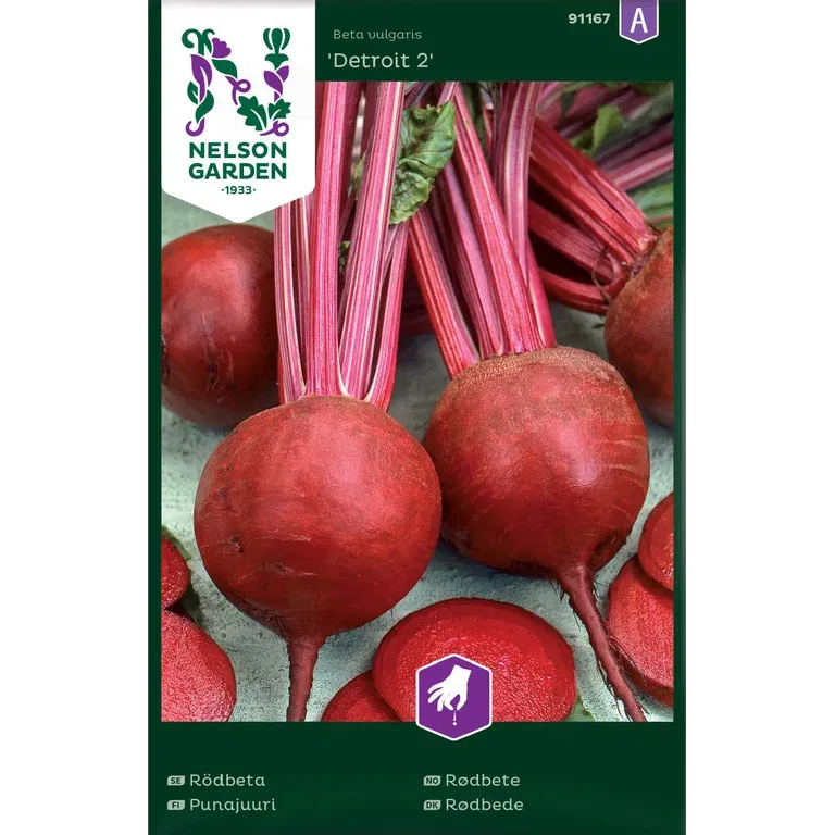 Rödbeta 'Detroit 2'