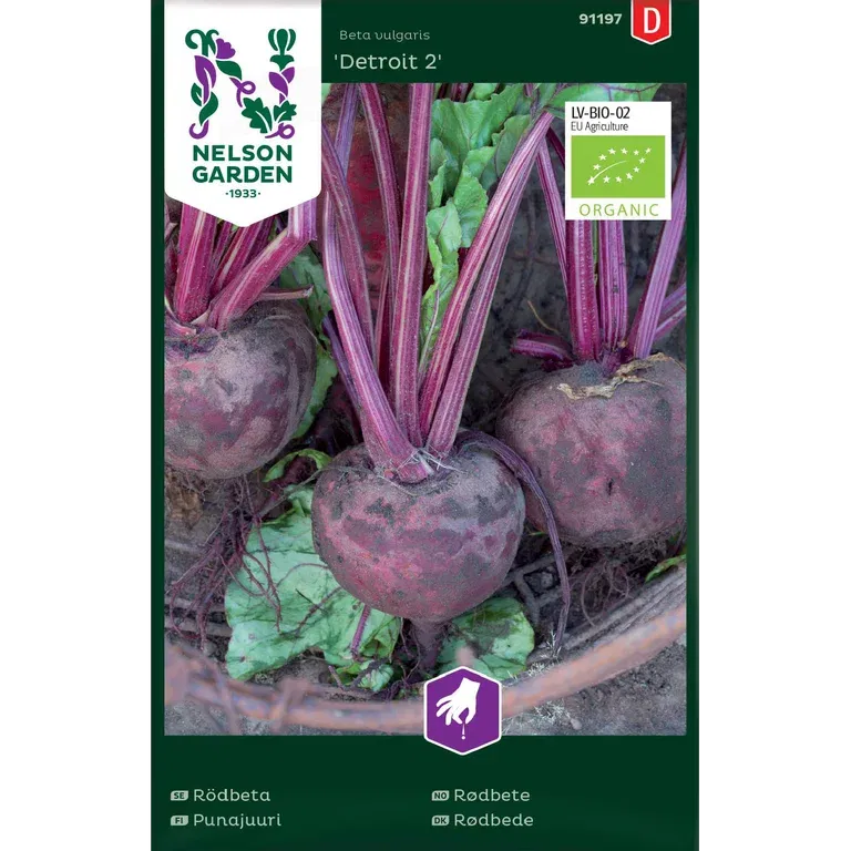 Rödbeta 'Detroit 2'