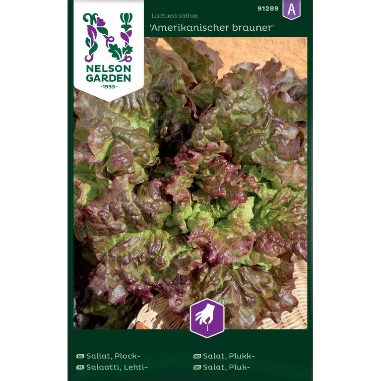 Plocksallat 'Amerikanischer brauner'