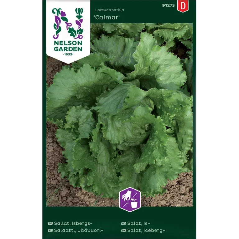 Isbergssallat 'Calmar'