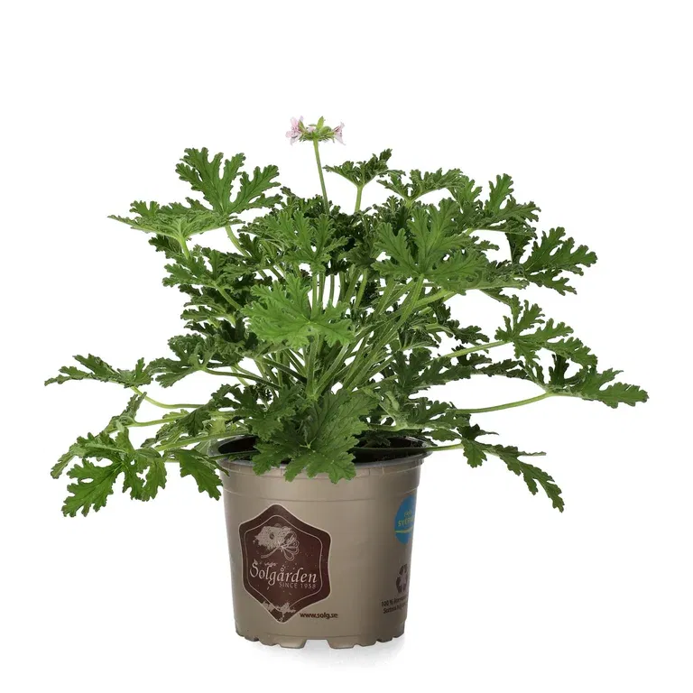 Doftpelargon 'Dr. Westerlund'