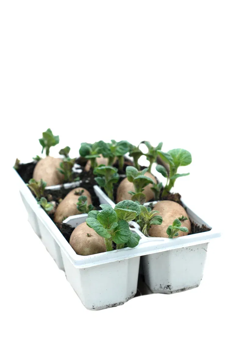 Sättpotatis