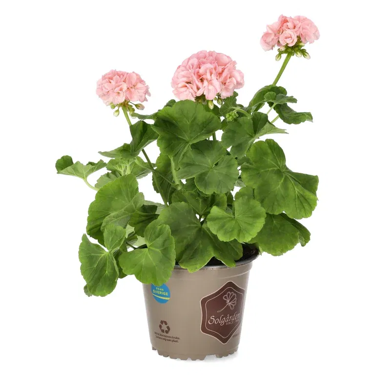 Pel. 'Mårbacka' 14 cm