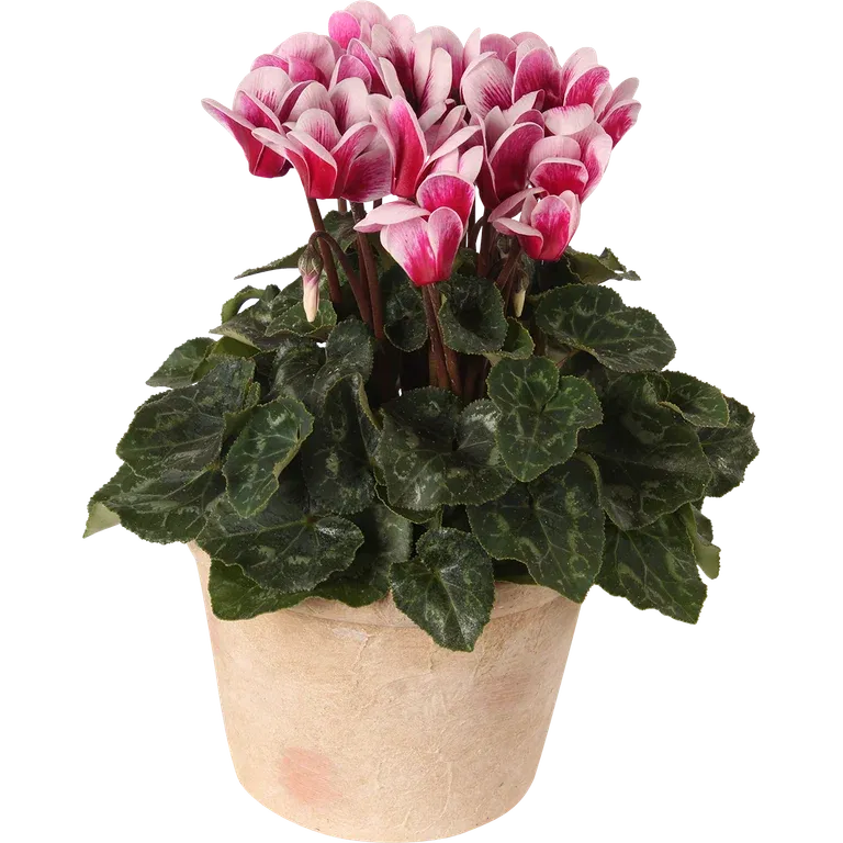 Cyclamen 'Goblet Shine Wine Red' 10,5 cm