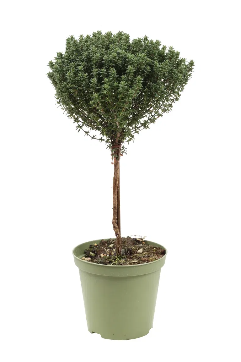 Kryddtimjan på stam