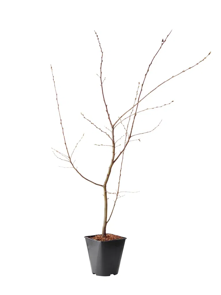 Carpinus betulus 60-80cm 4,5L