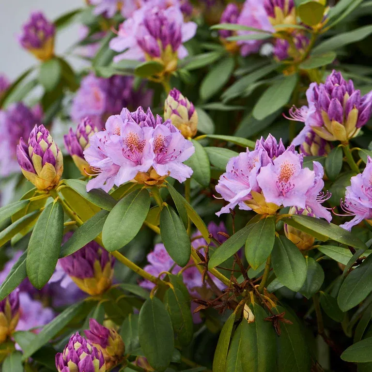 Parkrododendron 'Catawbiense Grandiflorum'