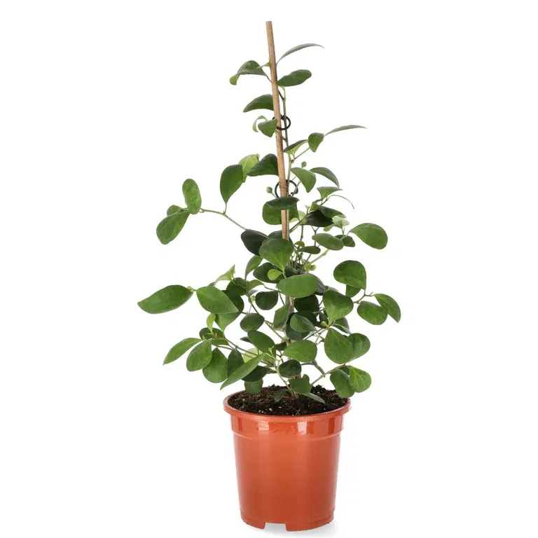 Ficus Deltoidea 17 cm
