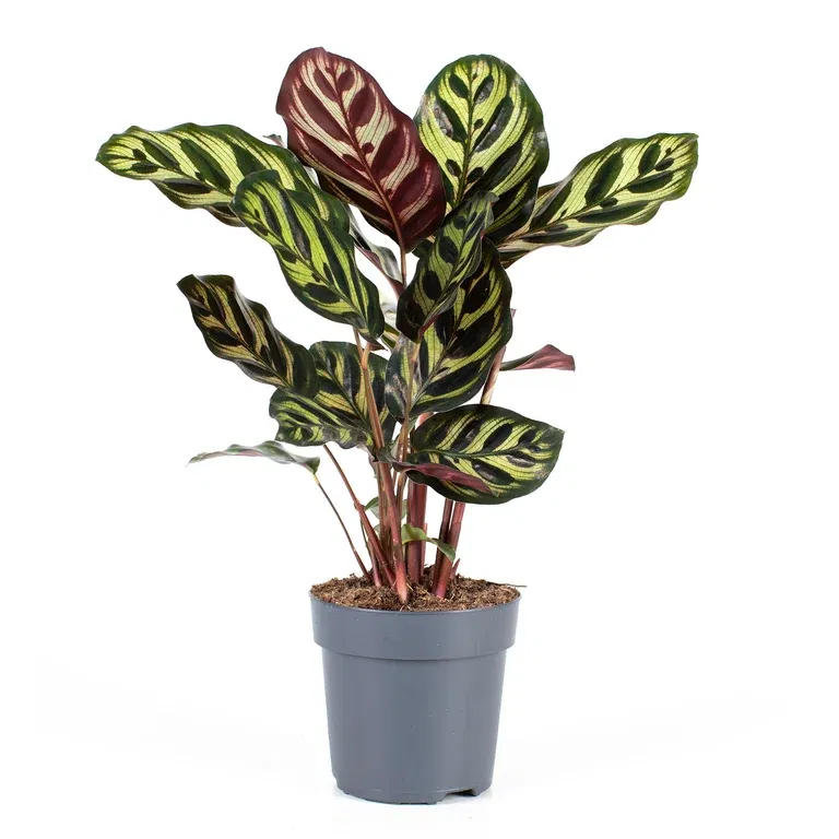 Calathea makoyana 11 cm