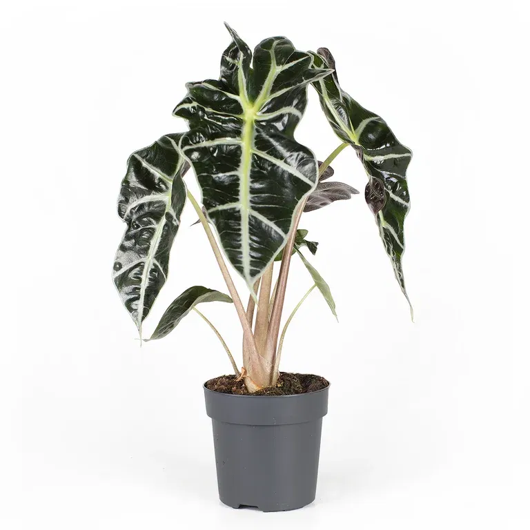 Alocasia 'Dwarf Amazonica' 11 cm