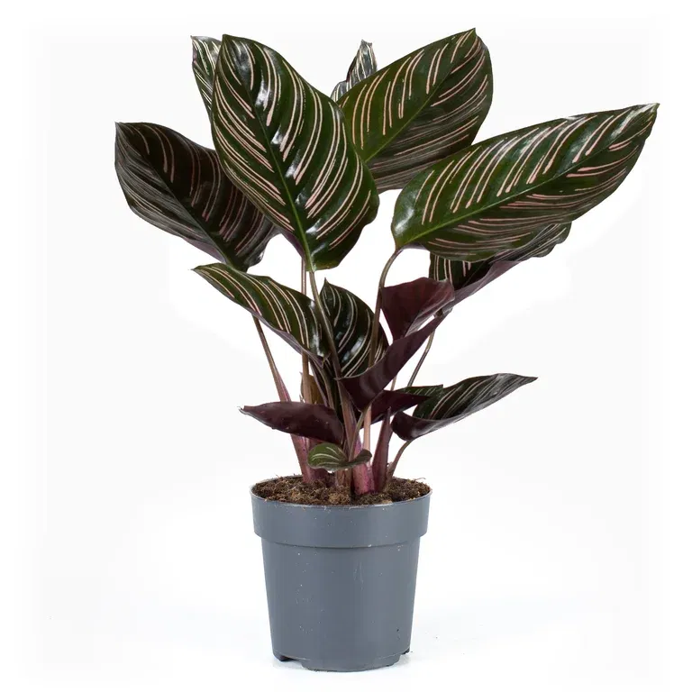 Calathea 'Sanderiana' 11 cm