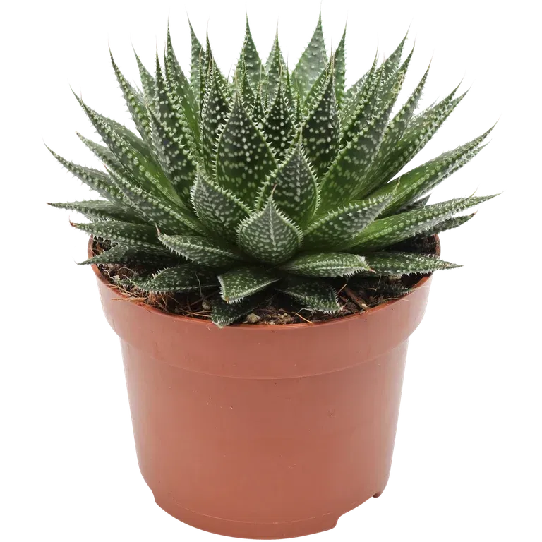 Borstaloe 'Magic'