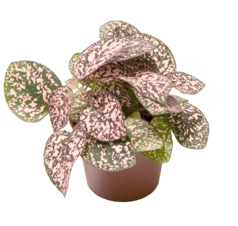 Hypoestes phyllostachya 'Pink' 6 cm