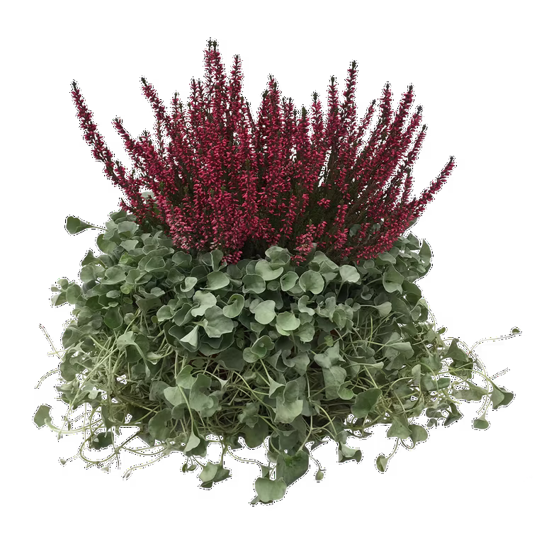 Romantic G. Calluna, Dichondra bowl 23 cm