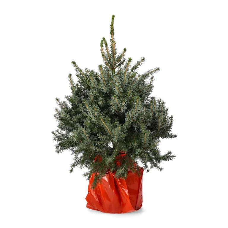 Picea omorika 80 cm 27 cm