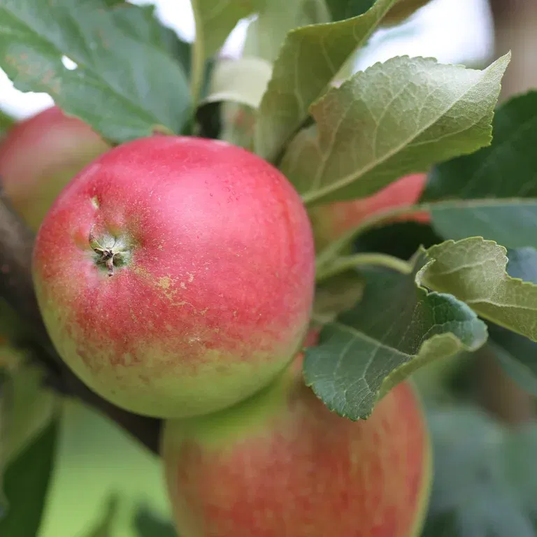 Äpple 'Katja' E A2