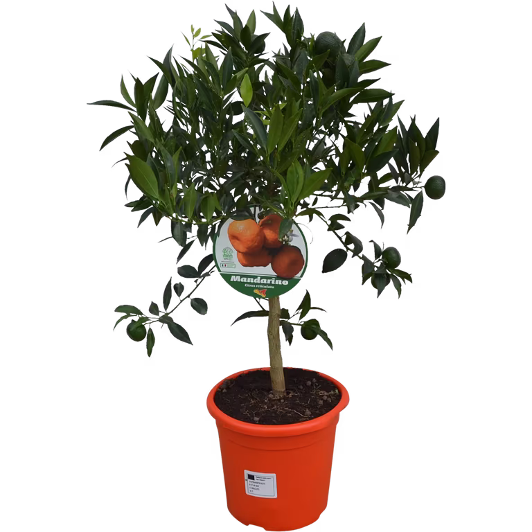 Citrus 'Mandarino' stem 21 cm