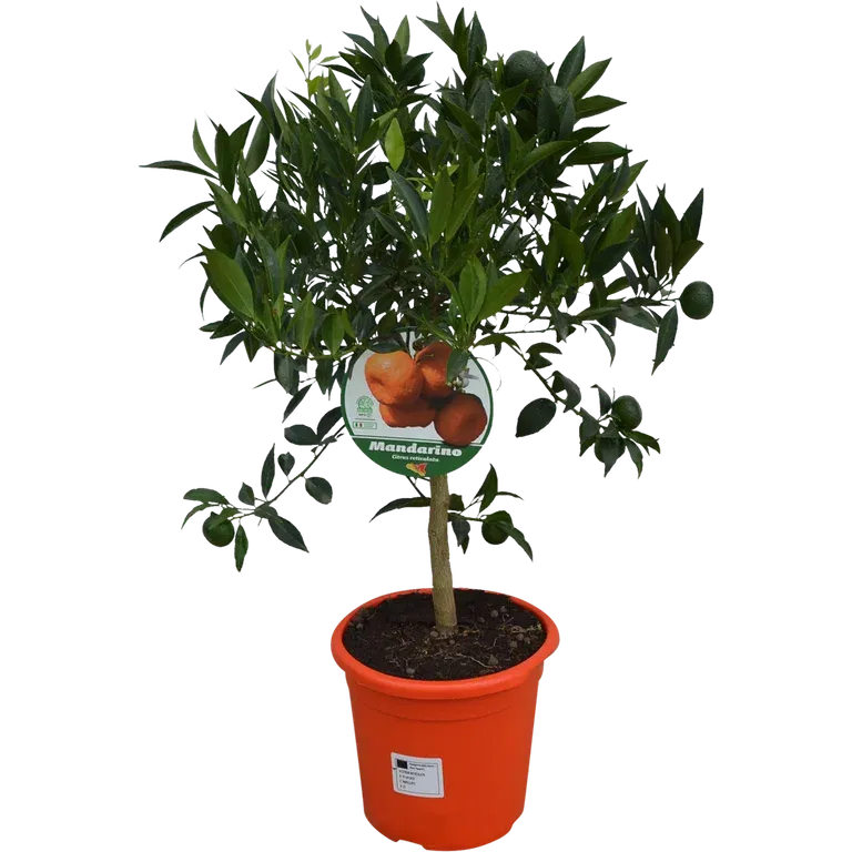 Citrus 'Mandarino' stem 21 cm