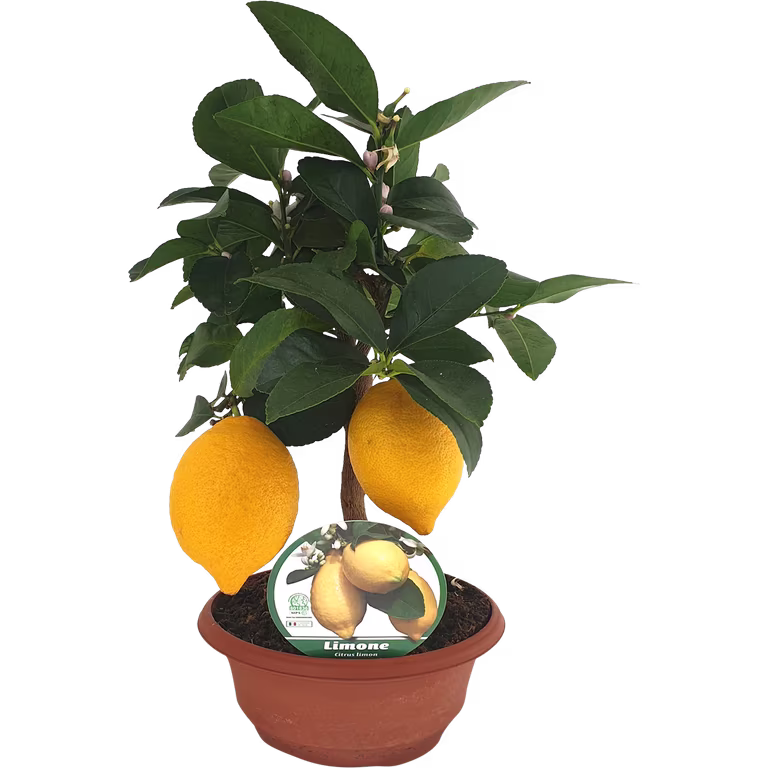 Citron i skål