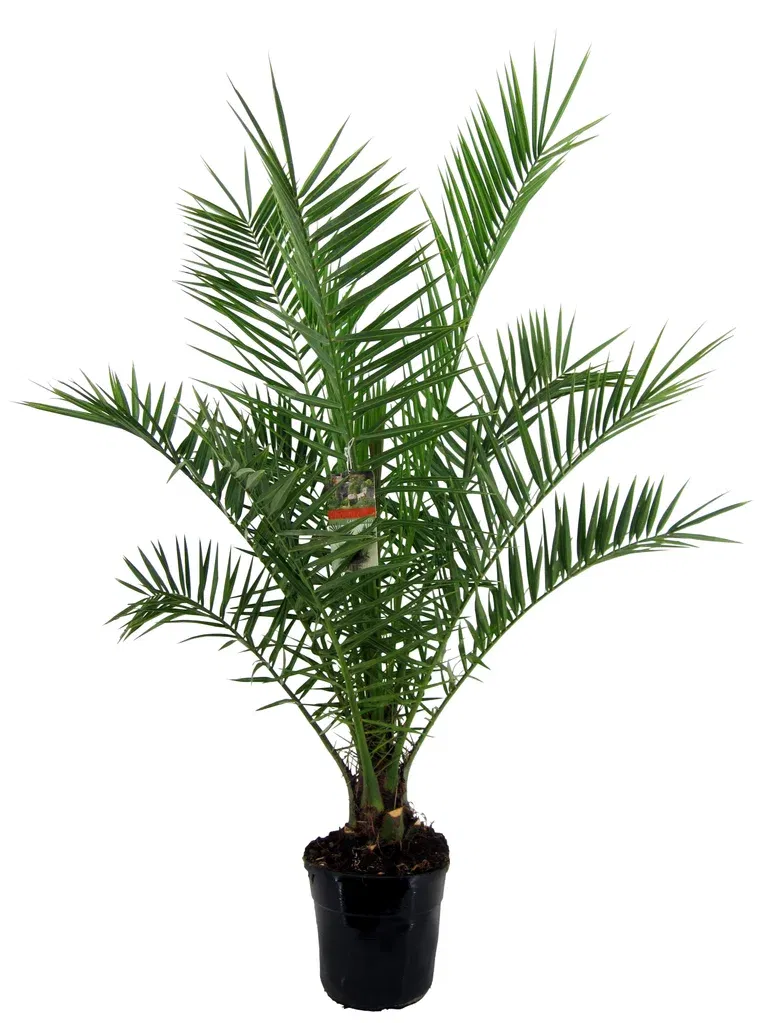 Kanariepalm