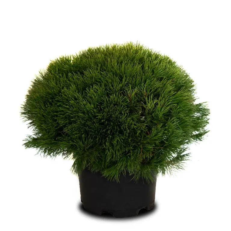 Bergtall 'Living Stone'