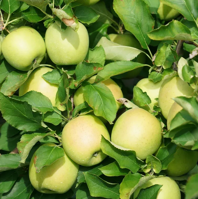 Malus domestica 'Silva' E A2 12L